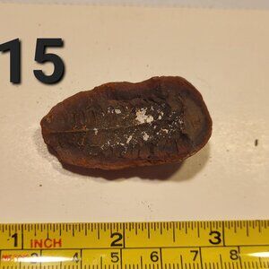 Old Indiana Fern Fossil